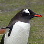 Gentoo penguin