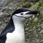 Chinstrap penguin (a passenger on a previous cruise called it a jockstrap penguin!)