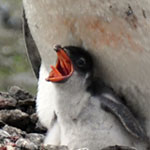 Gentoo chicks