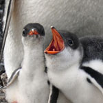 Gentoo chicks