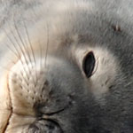 Seal