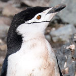 Chinstrap covered in poop