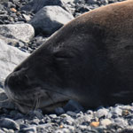 Seal