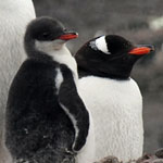 yet more gentoo chicks