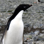 Adelie penguin