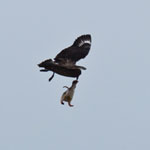 Penguin chicks can only fly with the help of a skua (not my photo)