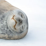 Seal (not my photo)