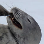 Seal (also not my photo)