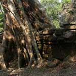 More Ficus trees - also Ta Prohm