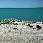 Qinghai Lake, very saline, very blue.