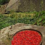 Chillies drying in the sporadic sunshine