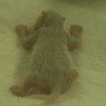 ... a pair of twins were born in Chengdu at the beginning of August ...