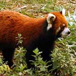 And this isn't a racoon ... it's a Red Panda