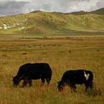 Hongyuan Plain, Northern Sichuan