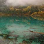 Sunken trees at five flower lake