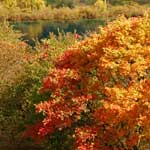 More Autumn Colors