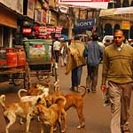 Lots of dogs