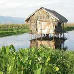 Garden shed? The crops are actually floating - they're kept in place by bamboo stakes - the tomatoes here are to die for