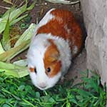 Guinea pigs in a little zoo at Pucllana, showing what the Lima culture ate. I had one in Ecuador. Tastes a bit like rabbit
