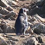 Humboldt penguins. Isla Ballestas is sometimes called 'the poor man's Galapagos'