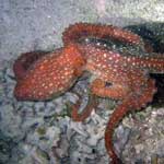 Starry Night Octopus, comes out at night to forage