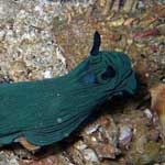 A nudibranch