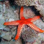 Bright red starfish