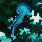 This jellyfish got caught on the coral