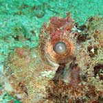 Here's another scorpion fish. Poisonous. Very well camouflaged. Unless you use a strobe.