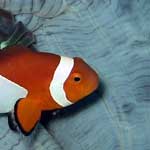He's a clownfish