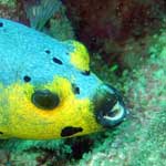 Boxfish