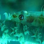 And this is a Gobifish on another gorgonian fan ...