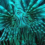 Lionfish ... the spines are very poisonous