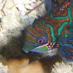 Here's a solitary male