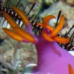 Another, gorgeously coloured nudibranch