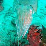 This flamboyant cuttlefish put on the most wonderful show for us ... it's skin changes colour