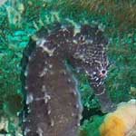 Hippocampus, or seahorse
