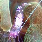 Tiny, tiny shrimp on an anemone