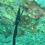 and my first black ribbon eel