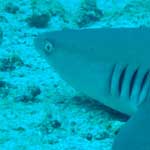 Another white tip