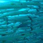 At Barracuda Point there are often lots of barracuda ... surprise ...