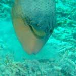and since trigger fish teeth are designed to break up coral, you'd know about it if you were bitten by one