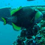 A trigger fish ... harmless except during the mating season, when they often attack divers