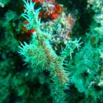 On the other hand, there are no accounts of divers being attacked by ghost pipe fish