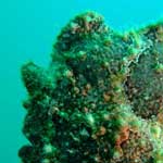 No, this isn't a barracuda, it's a frogfish ...