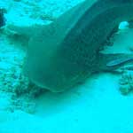...and this one's a Leopard Shark