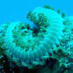 This is a fire worm - very toxic
