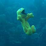 One of the divers was trying to find as many ways as possible to kill Zippy... here, we drowned him!